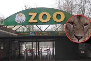 Poznańskie ZOO pożegnało lwy. Zwierzęta pojechały do innego miejsca. Mają do dyspozycji dużo przestrzeni i tak ważny dla nich spokój