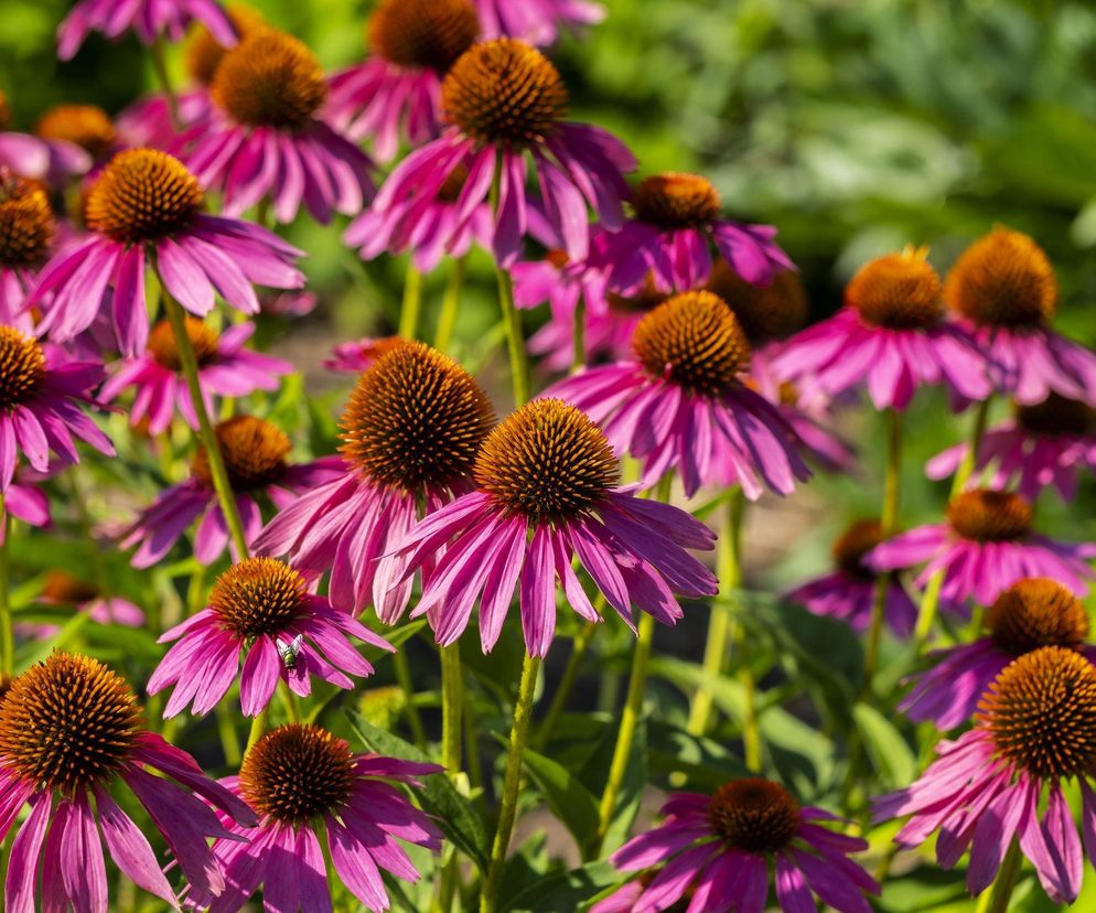 Echinacea purpurea – piękna bylina o prozdrowotnych właściwościach