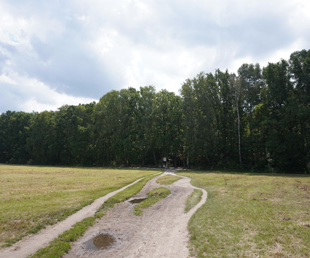 Piękny las 30 minut od centrum Warszawy. Skrywa w sobie tragiczną historię