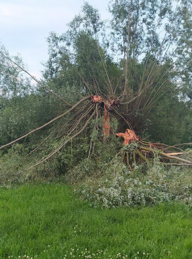 Piorun zabił mi kózkę Felę. Poczułem potworny ból i jakieś ciepło przeszyło moje ciało