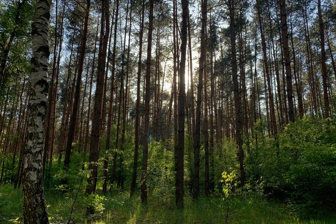 Leśnicy z Poznania zachęcają do przytulania drzew! Pomaga to w walce z chorobami… 
