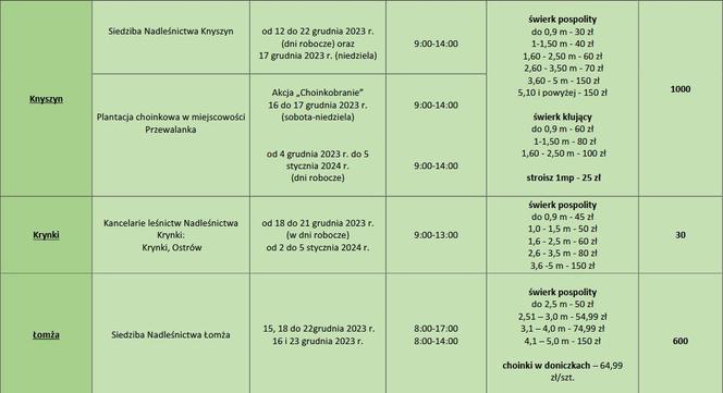 Tanie choinki w Białymstoku. Ciekawa propozycja leśników [CENNIK]