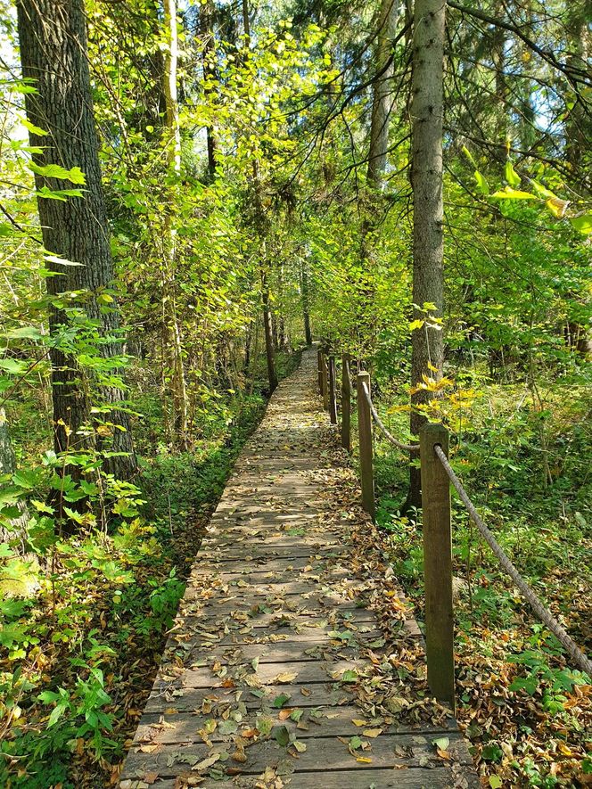 Puszcza Białowieska – ostatnia taka puszcza w Europie