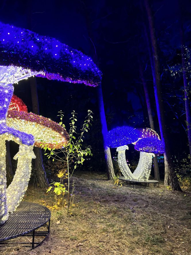 Otwarcie Lumina Parku w Poznaniu. Tegoroczne świecące miasteczko robi fenomenalne wrażenie!