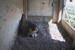 Pierwszy maluch ulubionej pary z Lublina wyszedł ze skorupki! Mamy zdjęcia!