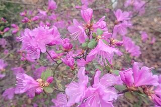 Ogród Dendrologiczny Uniwersytetu Przyrodniczego w Poznaniu