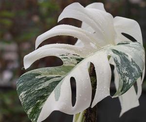 Monstera variegata