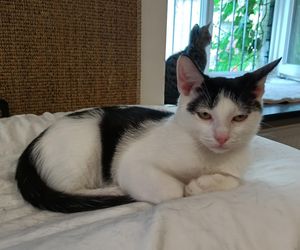 Tramwajowe koty szukają domu. Fabryka Mruczenia, mały Duńczyk i spółka polecają się do adopcji.