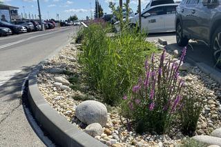 Zazieleniony teren parkingu i pasażu przed terminalami Katowice Airport