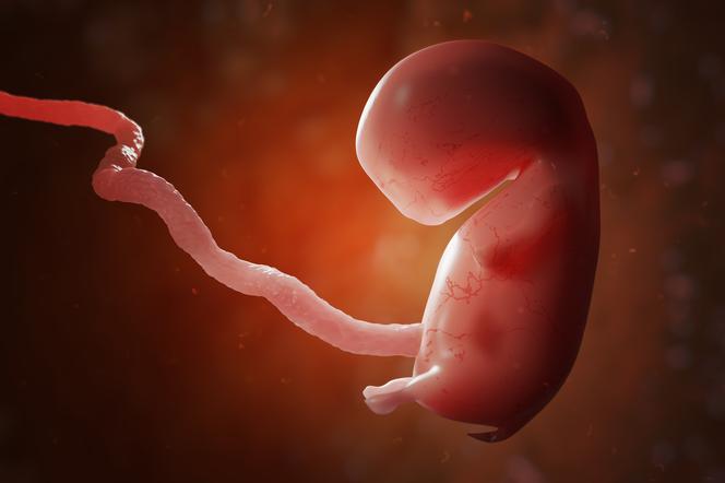 Bez plemnika i komórki jajowej. Naukowcy powołali do życia syntetyczne embriony