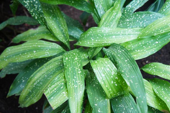 Aspidistra wyniosła