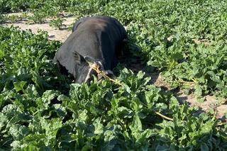 Rozwścieczony byk uciekł z gospodarstwa w Tłuchowie. Policjanci oddali strzały