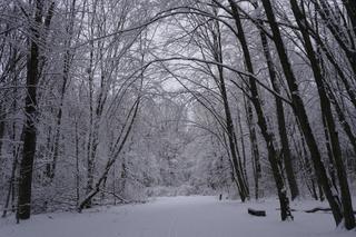 To miejsce zimą przypomina Narnię. Las Zwierzyniecki znajduje się w sercu Białegostoku [ZDJĘCIA]