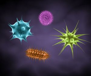 Haemophilus influenzae typu B (pałeczka hemofilna typu B)