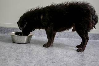 PIESEK NA GROBIE OPIEKUNA.