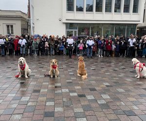 Golden Retriever WOŚP w Poznaniu