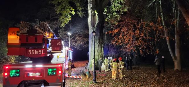 500-letni dąb Cysters przejdzie badanie tomografem