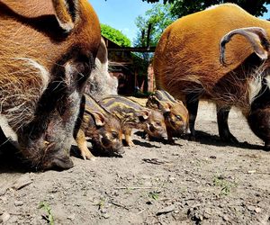 W śląskim ZOO na świat przyszły trzy świnie rzeczne