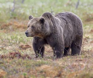 Niedźwiedź podchodzi do ludzkich siedzib! Ta gmina ogłasza alarm 