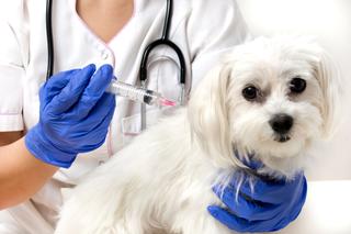 Kalendarz szczepień psa: szczepienia obowiązkowe i zalecane