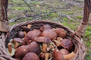 Mapa grzybów 2025. Gdzie w okolicach Poznania udać się na grzyby? Oto najlepsze miejsca