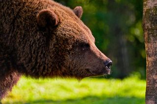 Liczebność niedźwiedzi w Bieszczadach rośnie? Leśnicy i naukowcy policzą drapieżniki 