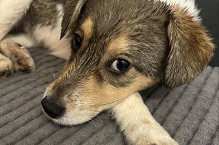 Te psy szukają domu, mieszkają w bydgoskim schronisku 