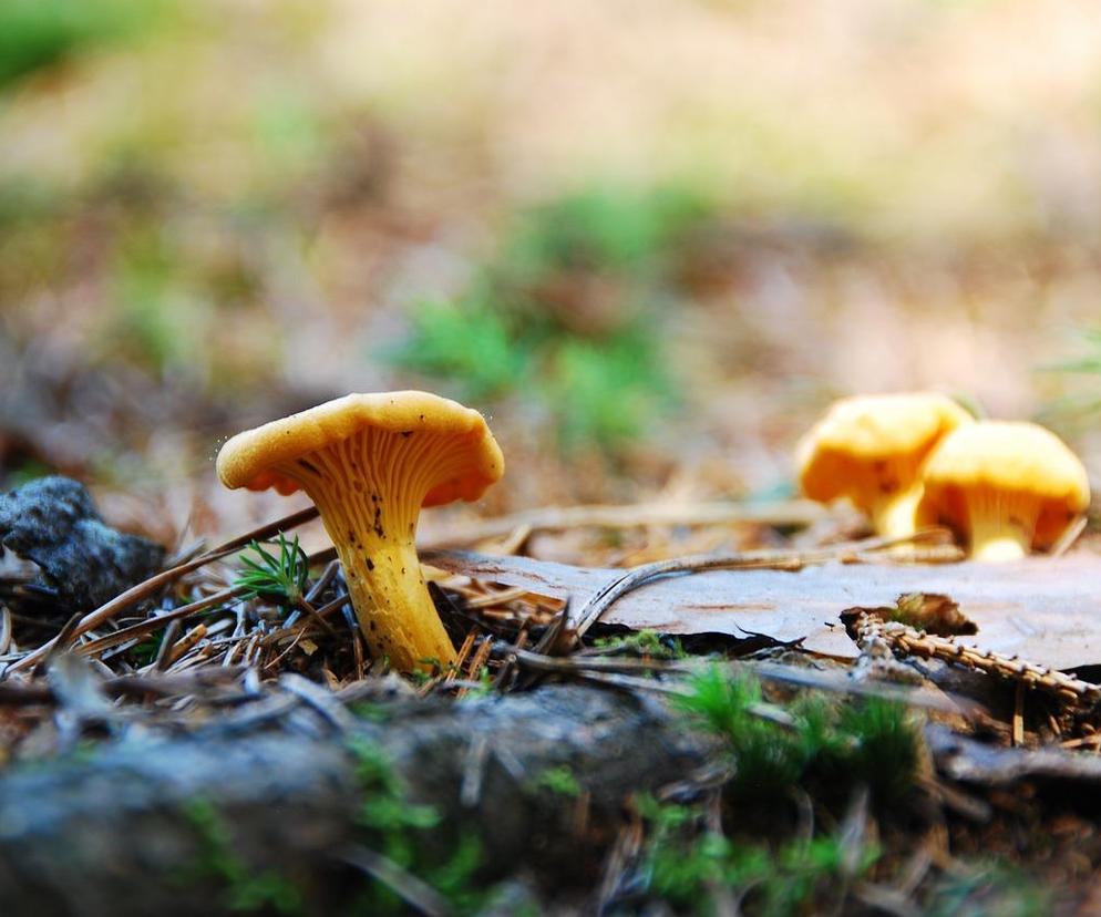 W warmińsko-mazurskich lasach brakuje grzybów. Na próżno szukać kurek
