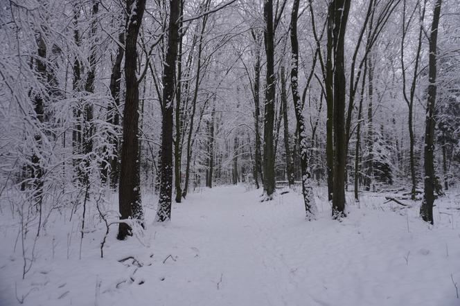 To miejsce zimą przypomina Narnię. Las Zwierzyniecki znajduje się w sercu Białegostoku [ZDJĘCIA]
