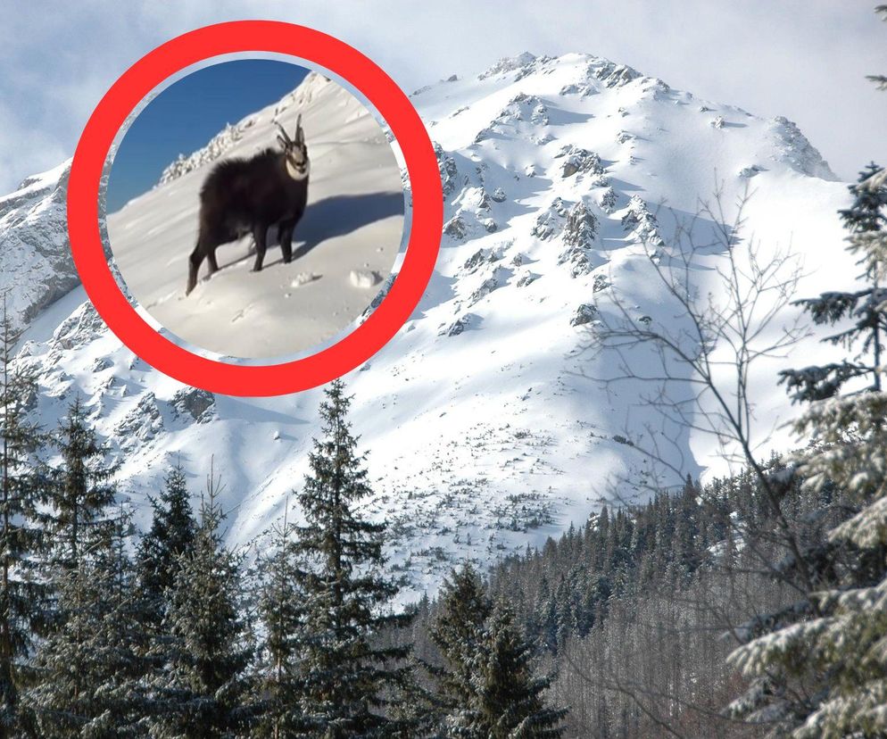 Niezwykłe nagranie z Tatr! Kozice radośnie szaleją wśród na śniegu. Cudne sceny [WIDEO]