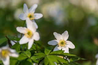 Puszcza Białowieska – ostatnia taka puszcza w Europie