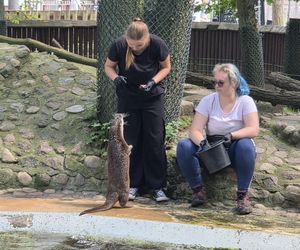 Pokazowe karmienie w myślęcińskim zoo to prawdziwy hit! Sprawdziliśmy to na miejscu