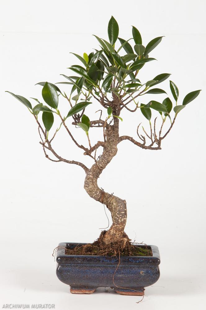 Bonsai: karłowe drzewa w mieszkaniu