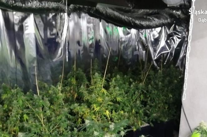 Potężna plantacja marihuany w Dąbrowie Górniczej. Hodowcy grozi 10 lat więzienia [ZDJĘCIA]
