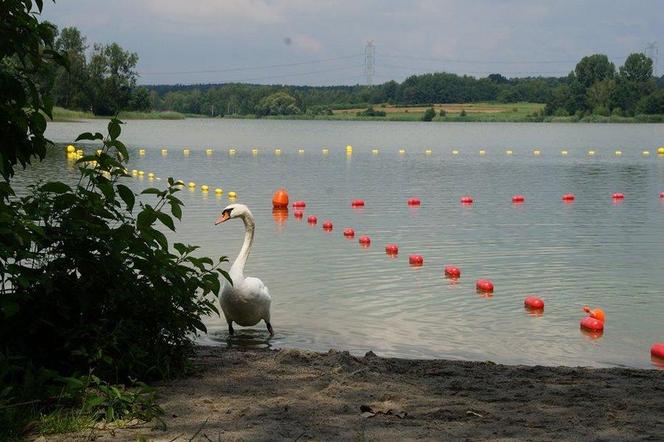 Sinice pojawiły się na dwóch kąpieliskach w Rybniku