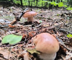Wysyp grzybów w woj. świętokrzyskim. „Rosną jak na drożdżach”. Mamy zdjęcia!