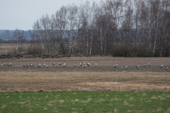 Żurawie powróciły do Poleskiego Parku Narodowego