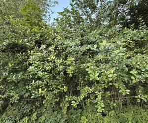 Aronia, krzew i owoce