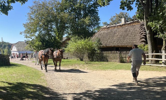 Tradycyjne wykopki w Muzeum Wsi Lubelskiej. Tak kiedyś zbierano ziemniaki