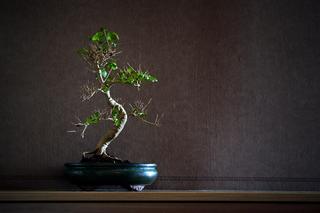 Ligustr (liguster) chiński -  bonsai [Porada eksperta]