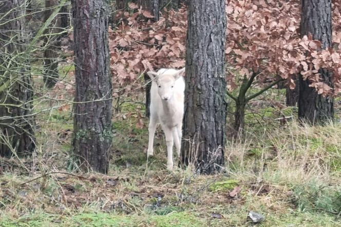 Biała sarna w wielkopolskich lasach