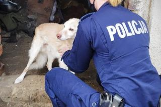 Policjantka uratowała psa. Poprzednia właścicielka może trafić za kraty