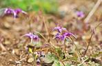 Epimedium wielkokwiatowe