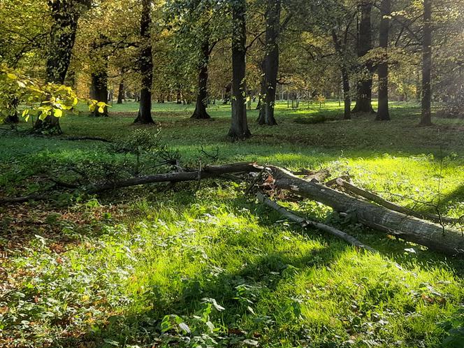 Skutki wichury we Wrocławiu