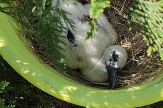 Bocianie pisklę znów w gnieździe [GALERIA]