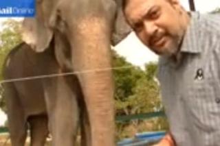 Uwolnili słonia po 50 latach niewoli! Zwierzę płakało z radości