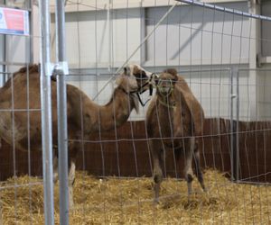 Tak wyglądał Zoopark 2024 w Lublinie! Zobacz zdjęcia