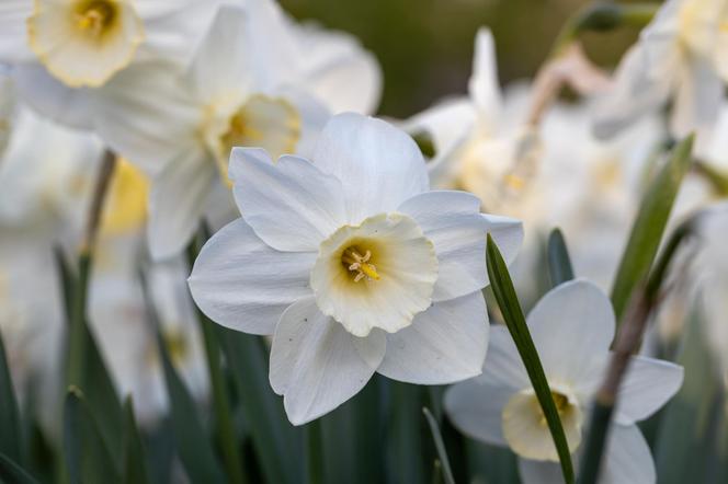 Narcyzy (Narcissus)