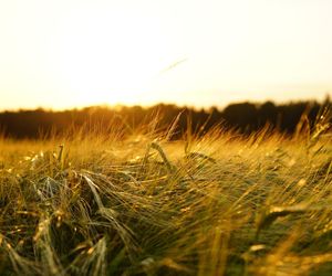 Najniżej położony punkt w Wielkopolsce znajduje się właśnie tutaj, Okolica słynie z jeszcze jednego faktu