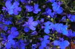 Lobelia przylądkowa